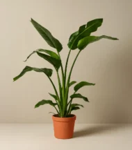 Starliçe  İki Köklü (Cennet Kuşu Çiçeği- Strelitzia Nicolai )
