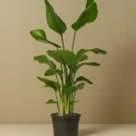 Starliçe- Üç Köklü (Cennet Kuşu Çiçeği- Strelitzia Nicolai )
