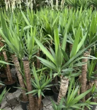 Yucca İki Kollu - Görsel 4
