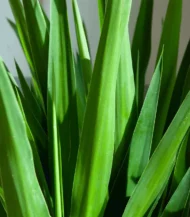 Yucca İki Kollu - Görsel 2