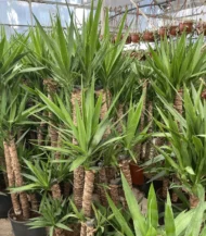Yucca İki Kollu - Görsel 6