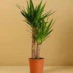 Yucca İki Kollu