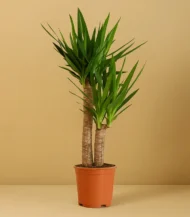 Yucca İki Kollu