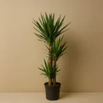 Yucca Üç Kollu