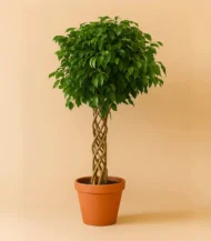 Örgülü Kafes Benjamin (Ficus Benjamin Danielle)