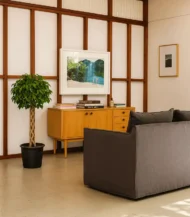 Örgülü Kafes Benjamin (Ficus Benjamin Danielle) - Görsel 6