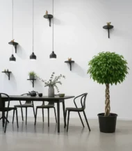 Örgülü Kafes Benjamin (Ficus Benjamin Danielle) - Görsel 5