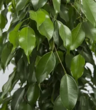 Örgülü Kafes Benjamin (Ficus Benjamin Danielle) - Görsel 4