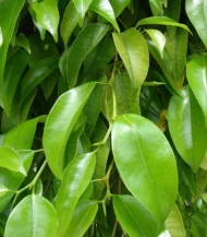 Örgülü Kafes Benjamin (Ficus Benjamin Danielle) - Görsel 2