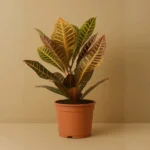 Kroton Bitkisi  (Croton Petra)