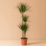 Marginata Bitkisi 4 Kollu (Dracena Marginata)