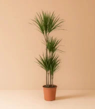 Marginata Bitkisi 4 Kollu (Dracena Marginata)