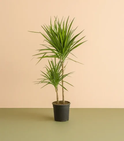 Marginata Bitkisi 2 Kollu (Dracena Marginata)