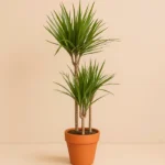 Marginata Bitkisi 3 Kollu (Dracena Marginata)