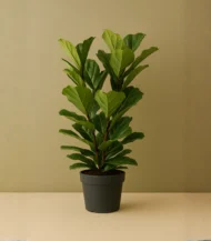 3 Gövdeli Keman Yapraklı Kauçuk (Ficus Lyrata)