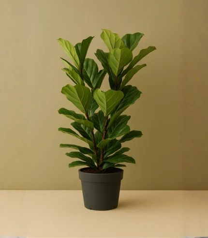 Ficus Lyrata (Keman Yapraklı Kauçuk)