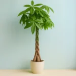 Örgülü Para Ağacı (Pachira Aquatica)