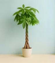 Örgülü Para Ağacı (Pachira Aquatica)