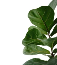 3 Gövdeli Keman Yapraklı Kauçuk (Ficus Lyrata) - Görsel 2