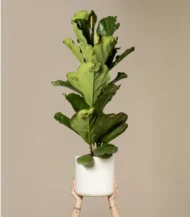 3 Gövdeli Keman Yapraklı Kauçuk (Ficus Lyrata) - Görsel 6