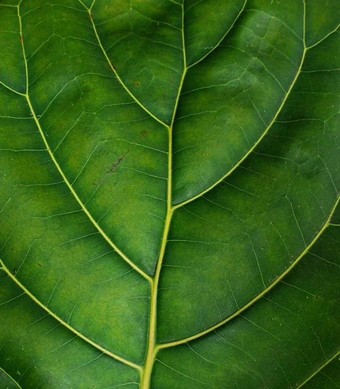 3 Gövdeli Keman Yapraklı Kauçuk (Ficus Lyrata) - Görsel 4