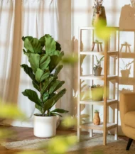 3 Gövdeli Keman Yapraklı Kauçuk (Ficus Lyrata) - Görsel 3