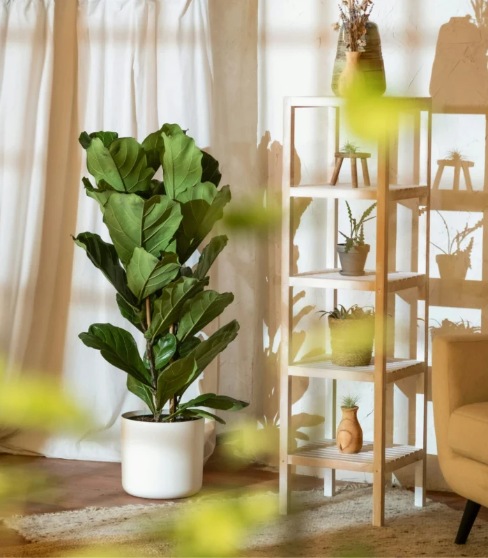 3 Gövdeli Keman Yapraklı Kauçuk (Ficus Lyrata) - Görsel 3