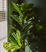 3 Gövdeli Keman Yapraklı Kauçuk (Ficus Lyrata) - Görsel 5