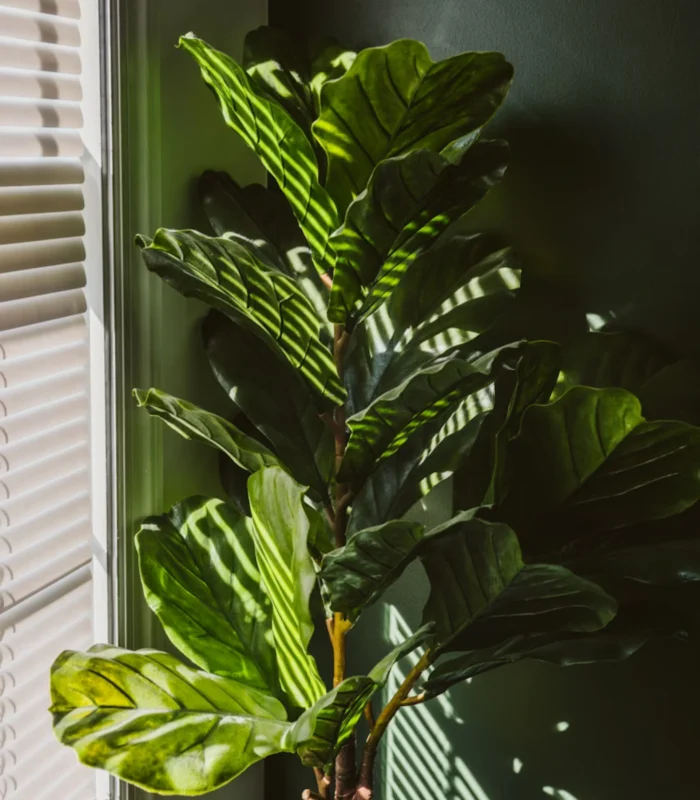 3 Gövdeli Keman Yapraklı Kauçuk (Ficus Lyrata) - Görsel 5