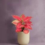 Çin Herdemyeşili (Aglaonema Red Joy)