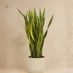 Paşa Kılıcı (Sansevieria Trifasciata)