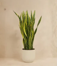 Paşa Kılıcı (Sansevieria Trifasciata)
