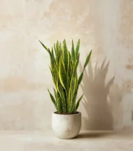 Paşa Kılıcı (Sansevieria Trifasciata) - Görsel 6