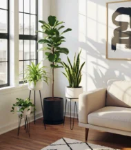 Paşa Kılıcı (Sansevieria Trifasciata) - Görsel 5