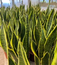 Paşa Kılıcı (Sansevieria Trifasciata) - Görsel 4