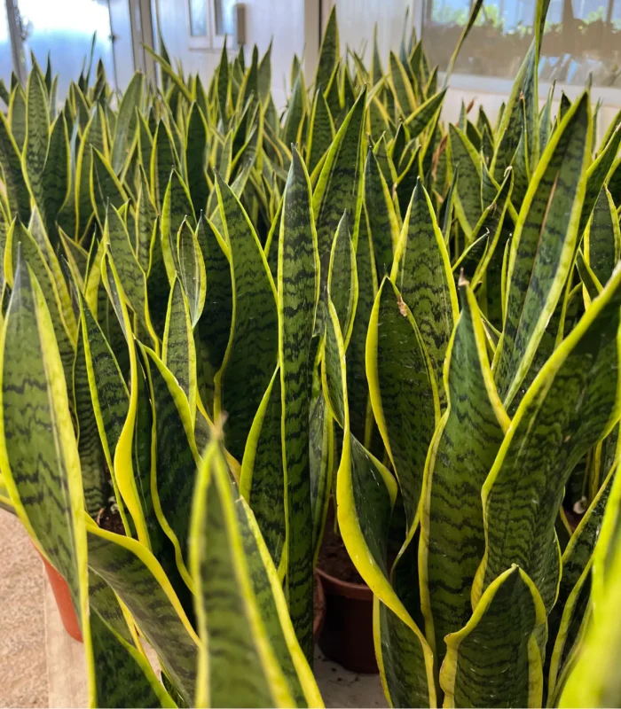 Paşa Kılıcı (Sansevieria Trifasciata) - Görsel 4