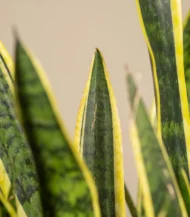 Paşa Kılıcı (Sansevieria Trifasciata) - Görsel 2