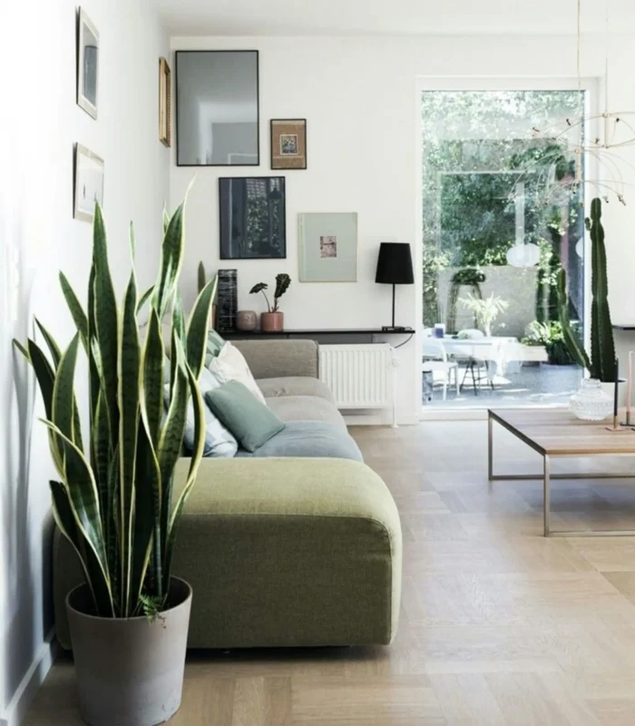 Paşa Kılıcı (Sansevieria Trifasciata) - Görsel 8